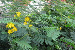Cassia sophera